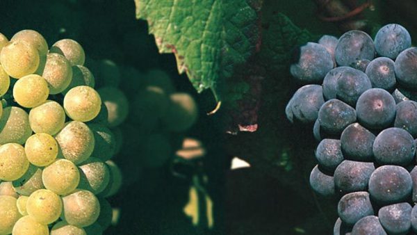 DOCG Franciacorta Rosé - Corte Aura - Afbeelding 3